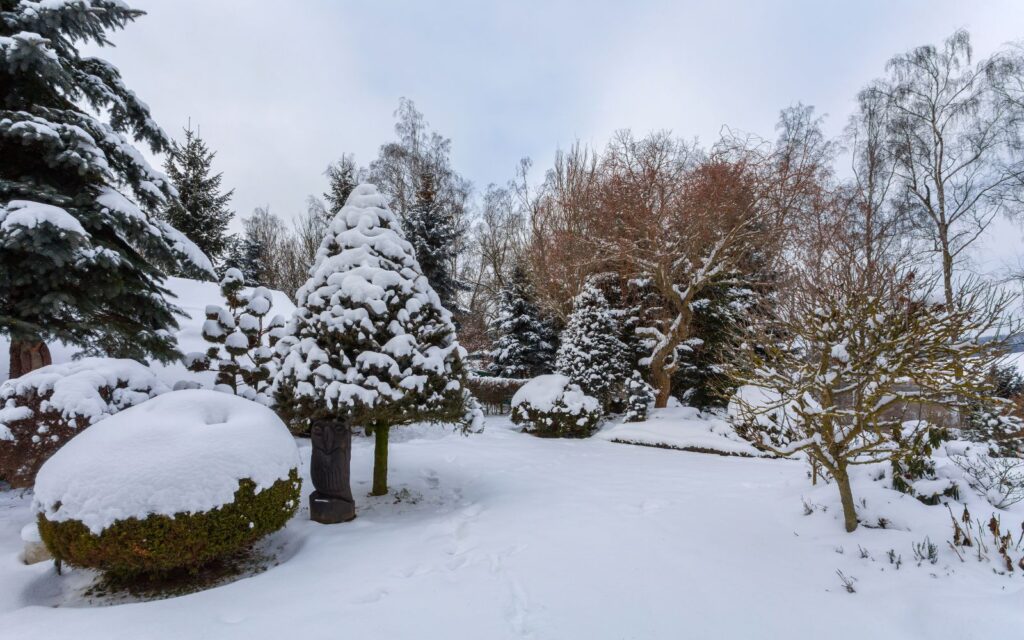 Verschneiter Garten mit verschiedenen Bäumen und Sträuchern im Winter