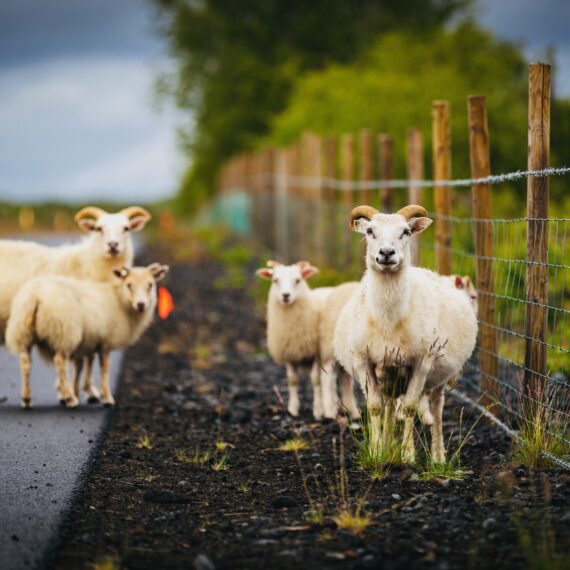 GartenglückLüdinghausen - Reisetipps - Roadtrip Island 11