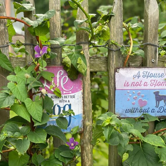 Gartenglück Lüdinghausen_Gartenprojekte_Chef´s Garten 01 (14)