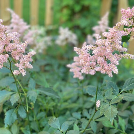 Gartenglück Lüdinghausen_Gartenprojekte_Chef´s Garten 01 (25)