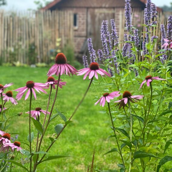 Gartenglück Lüdinghausen_Gartenprojekte_Hausgarten LH 03