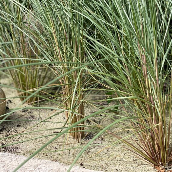 Gartenglück Lüdinghausen_Gartenprojekte_Hausgarten Senden 05