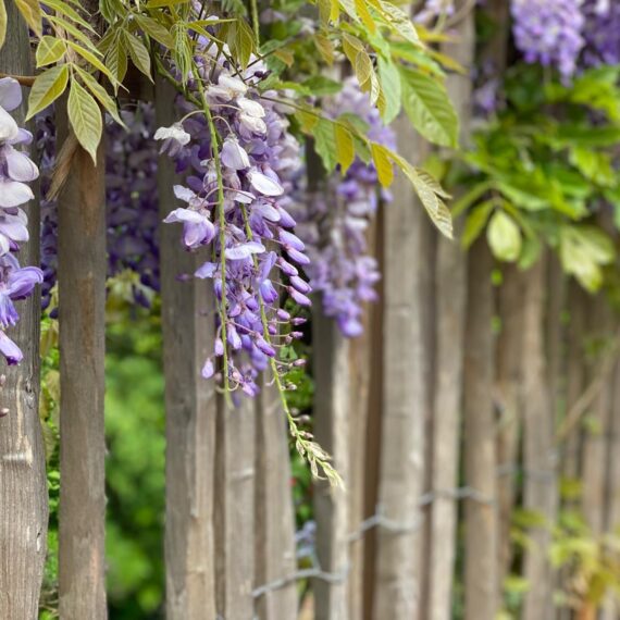 Gartenglück Lüdinghausen_Gartenprojekte_Toranlage Kastanie 01