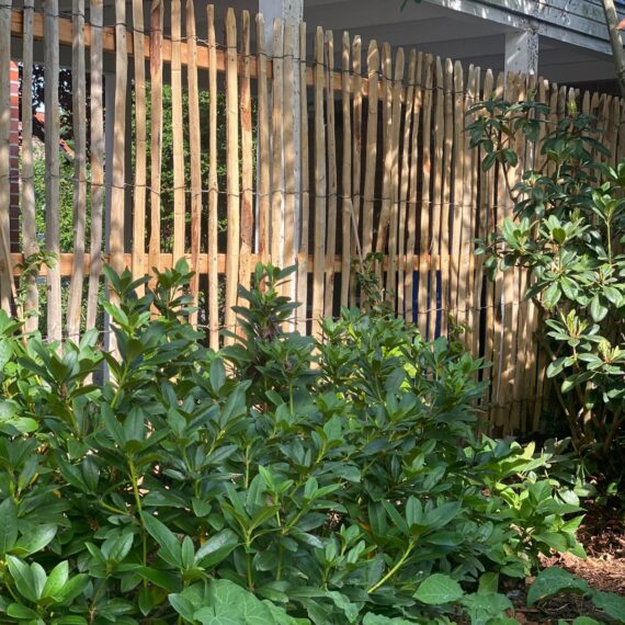 Gartenglück Lüdinghausen_Gartenprojekte_Toranlage Kastanie 03