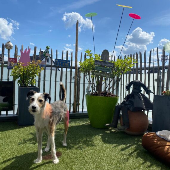 Gartenglück Lüdinghausen_Gartenprojekte_vorher nachher_Dachterrasse 03