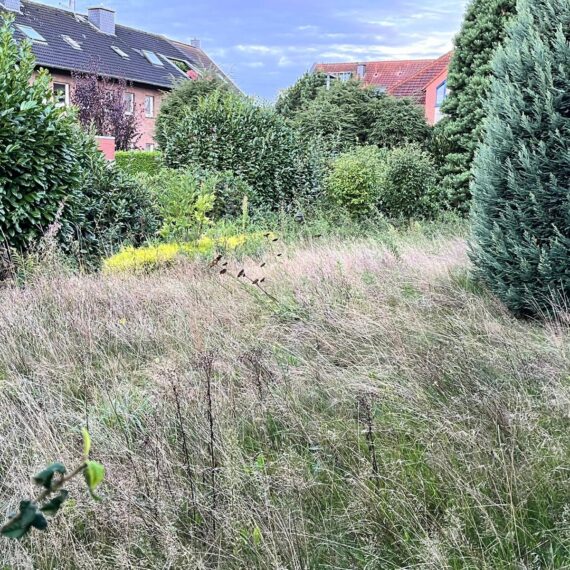 Gartenglück Lüdinghausen_Gartenprojekte_vorher nachher_Klar Schiff Olfen 01
